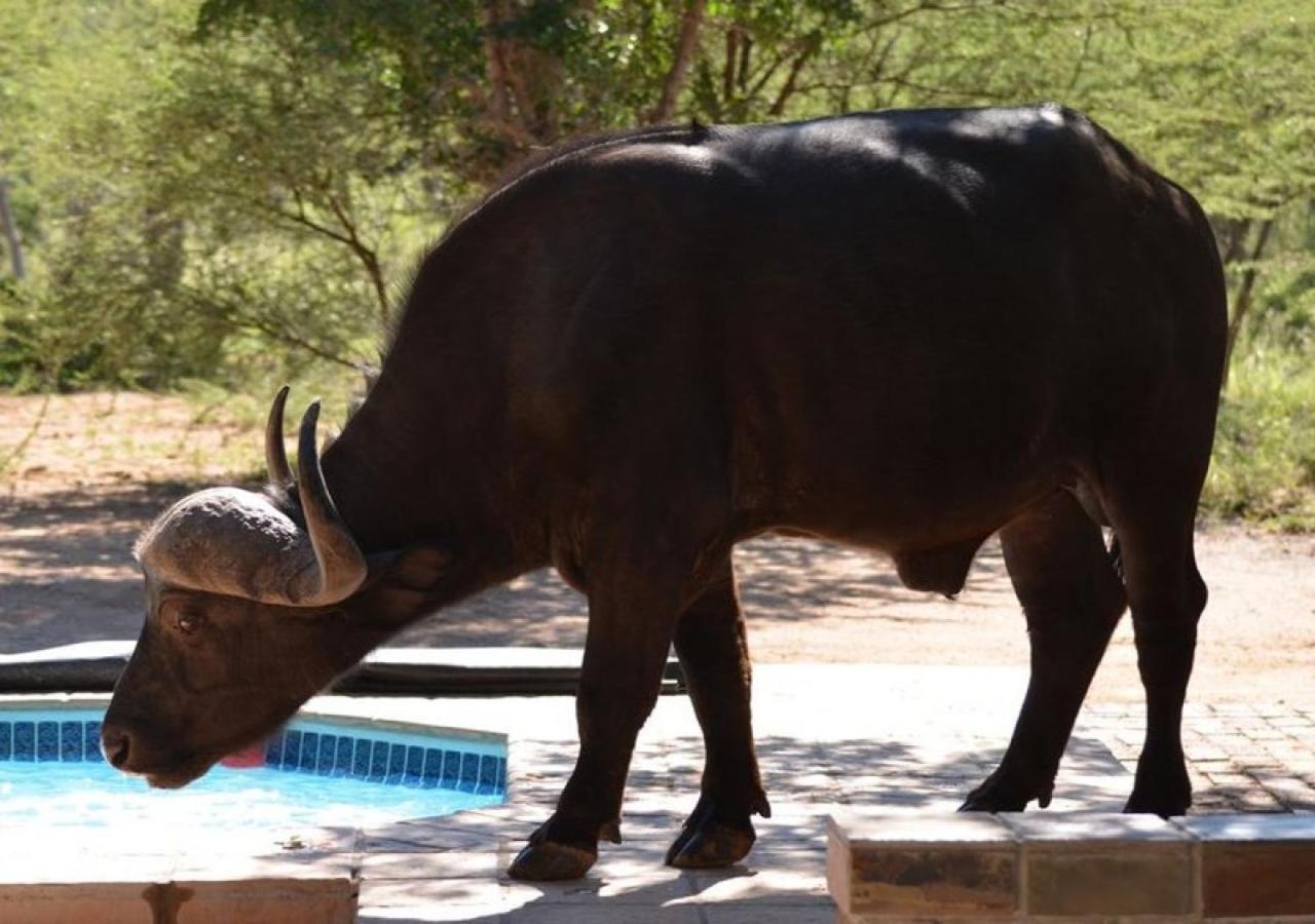 Twiga Lodge Mabalingwe Bela-Bela Εξωτερικό φωτογραφία